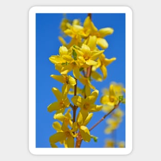 Forsythia Lynwood Flowers Sticker